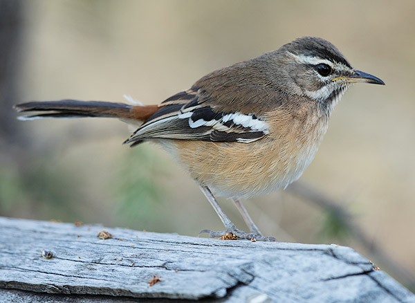 White-browed Scrub-Robin